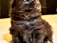 Scottish fold yavrularımız ayı surat