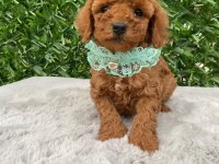 Toy poodle bebekler