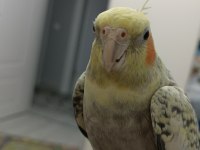 Sultan papağını ele alışkın sevecen
