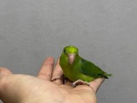 FORPUS YAVRU PAPAĞANLARIM GÖNDERİM SAĞLANIR