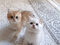 Safkan british shorthair yavrular