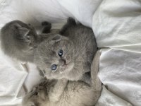 Safkan top kafa scottish fold oyuncu uygun fiyatlı yavrular