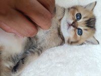 Muhteşem sevgi dolu British shorthair yavrular