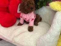 Toy poodle 2 aylık