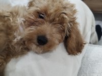 3 buçuk aylık poodle iyi bakılmış aşı karnesi var