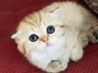 Golden ve silver scottish fold yavrular