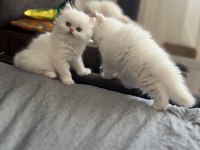 1 HAZİRAN DOĞUMLU REZERVEYE AÇIK CHİNCHİLLA KEDİLER