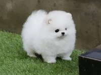 Boo garantili pomeranian yavrularımız