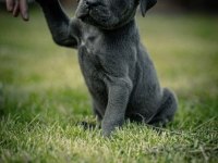 Cane Corsa A Kalite Anne Baba SCR Tüm İllere Gönderim