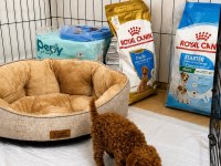 Orjinal tertemiz ev üretimi toy poodle