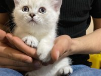 SCOTTİSH STRAİGHT KEDİMİZ YENİ YUVASINI ARIYOR