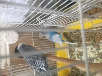Show jumbo muhabbet kuşu