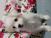 Tuvalet eğitimli maltese erkek