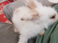 Teddy Hollanda Lop Yavru Tavşan