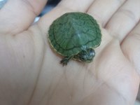 Bebek Kırmızı Yanak Su Kaplumbağası