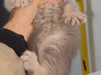 British shorthair yavru kedimiz
