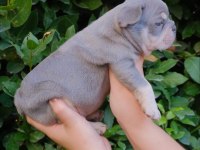 Dizzy rascal french bulldog yavruları yeni ailelerini arıyor