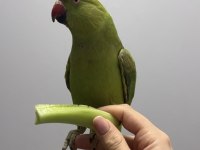 8 aylık evcil pakistan papağanı