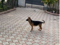 ALMAN KURDU DİŞİ
