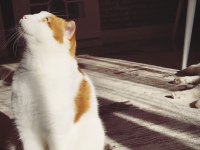 Scottish fold van mix beyaz turuncu