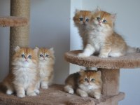 Safkan Golden British Longhair Bebekler 2 aylık