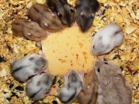 Aynı Gün Adrese Teslim Hamster Yavru ve Setleri