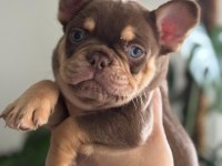 NEW SHADE ROJO AND TAN ERKEK FRENCH BULLDOG