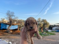3 kg garantili maltipoo bebekler