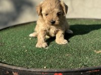 A kalite sıfır numara maltipoo yavrumuz