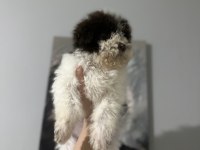 Normaline göre daha minik boy lagotto bebekler