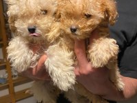 Apricot kilo garantili poodle yavrular
