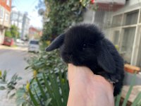 Safkan Cüce Mini Hollanda Lop Tavşanlar Gönderilir