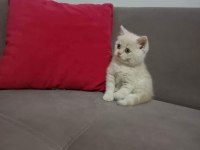 2 AYLIK ERKEK BRİTİSH SHORTHAİR