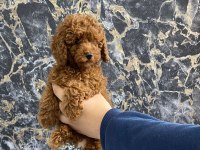 Toy poodle yavrularım orijinal