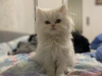 3.5 aylık erkek chinchilla yavrumuz sahiplendirilecektir