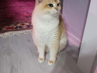 Golden british shorthair