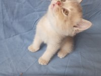 British creamy lilac ve silver british shorthair yavrular