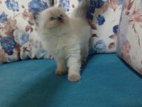 50 günlük british shorthair bebekler