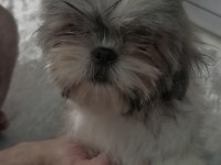 Shih-tzu yavrularımız