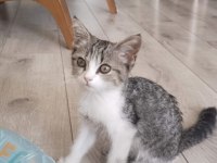 ücretsiz sevimli ve oyuncu kedimiz