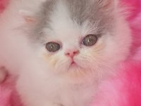 FULL SECERELI EXOTIC SHORTHAIR YAVRULAR