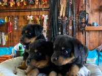 Güçlü ve Sadık Dostlar: Rottweiler Yavruları