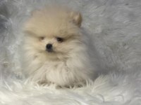 Safkan Ayı Surat Pomeranian Boo Bebekler