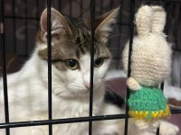 AŞILARI TAM ÜCRETSİZ SAHİPLENDİRİLİCEK UYSAL KEDİDİR