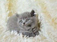 Irk Ve Sağlık Garantili British Shorthair