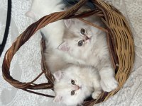 British longhair yavrularımız yeni sahiplerini arıyor