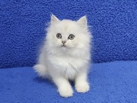 Longhair ponçik yeni yuvasına gitmeye hazırdır