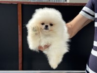 Yasal ruhsatlı çiftlikte ziyarete açık pomeranian