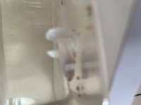 Karaağaç mezarlığı karşısı meydan Petshop balıklar