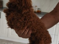 Erkek teacup Kore poodle